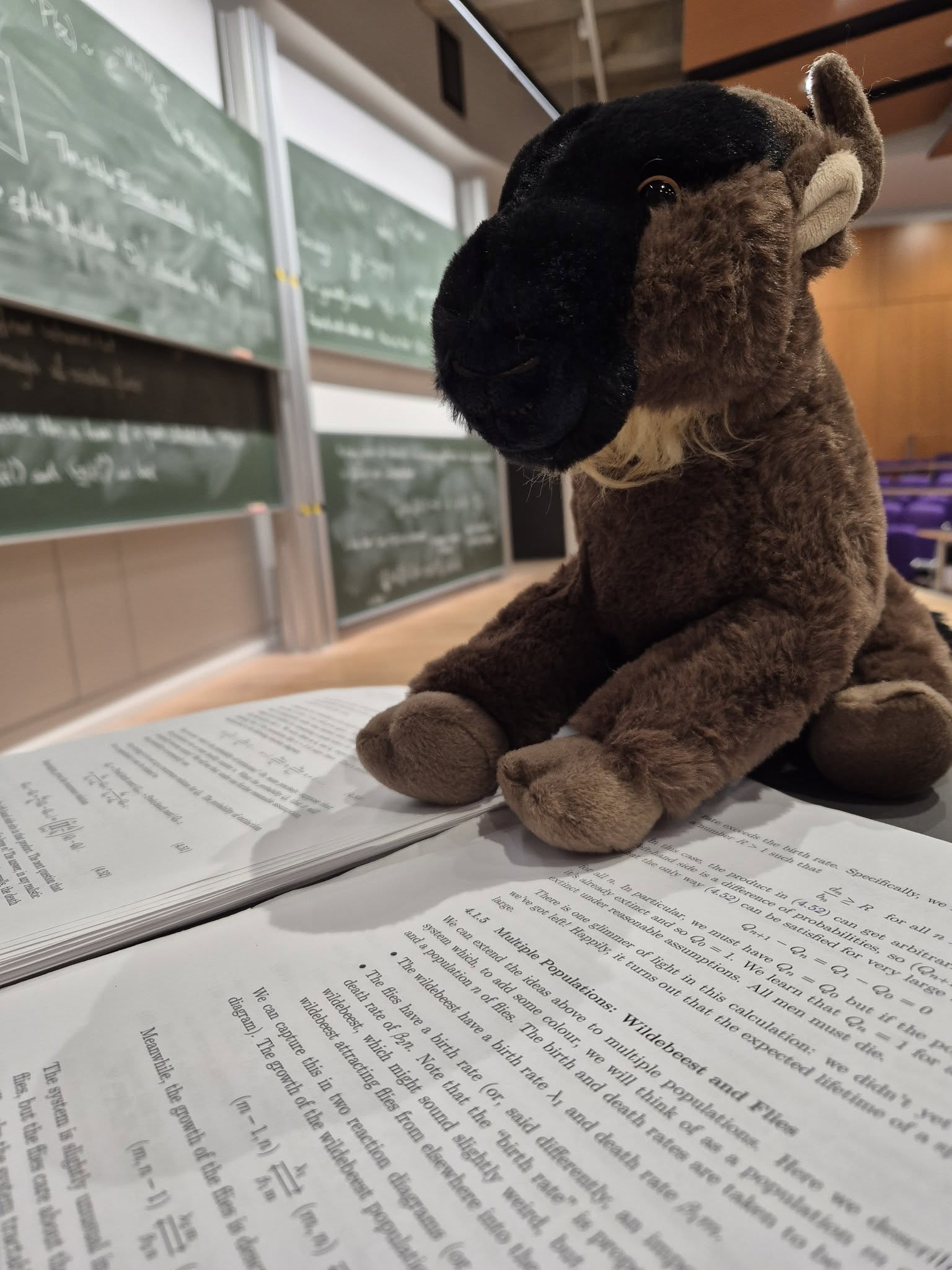 Class wildebeest